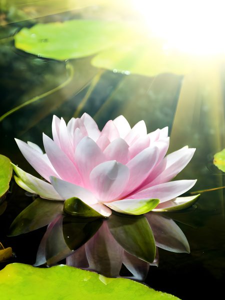Fiore di loto - 130x180 -