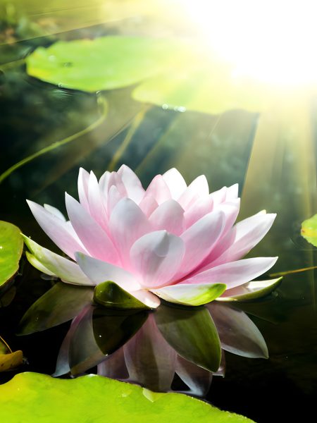 Fiore di loto - 130x180 -